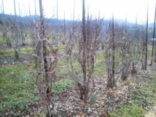 13/12/06 16:07:46_ed